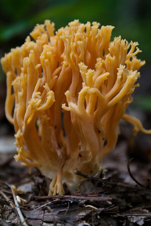 Coral Fungi Photograph by Douglas Barnett