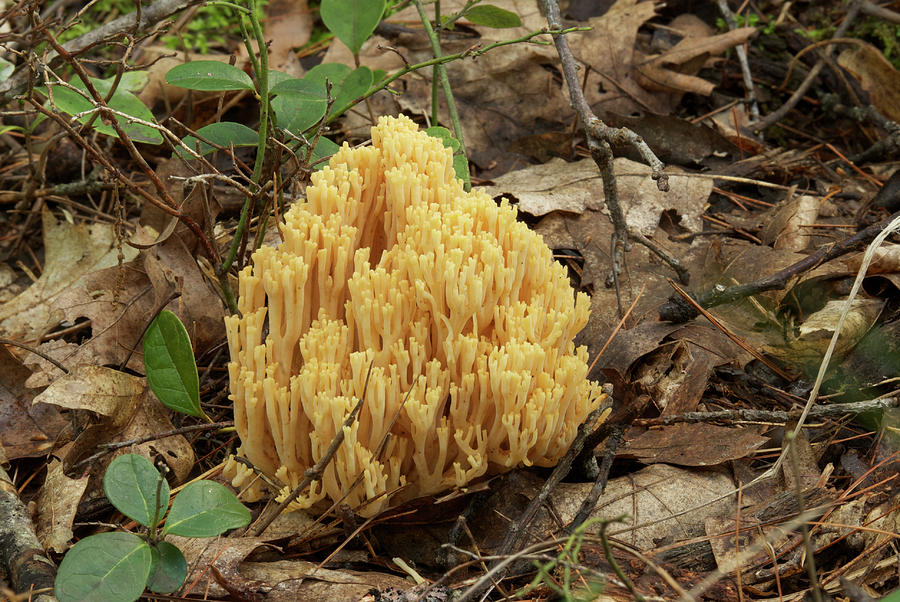Coral Fungus Photograph by Michael Peychich