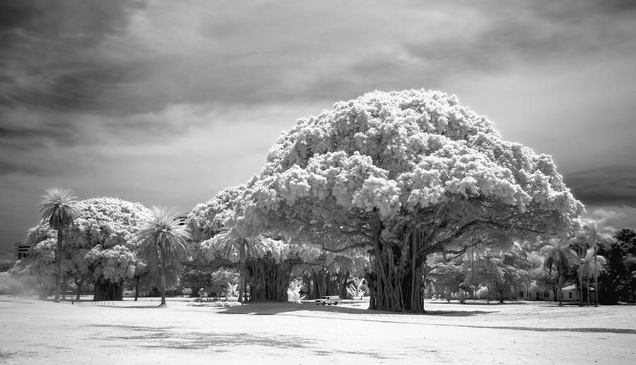 Coral Gables Cauliflower Trees Photograph by Robert Lyon - Fine Art America