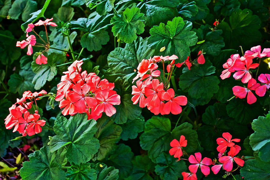 California Photograph - Coral Geraniums at Pilgrim Place in Claremont-California   by Ruth Hager