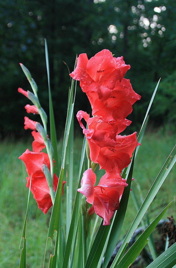 Coral Gladiolus Photograph by CGHepburn Scenic Photos