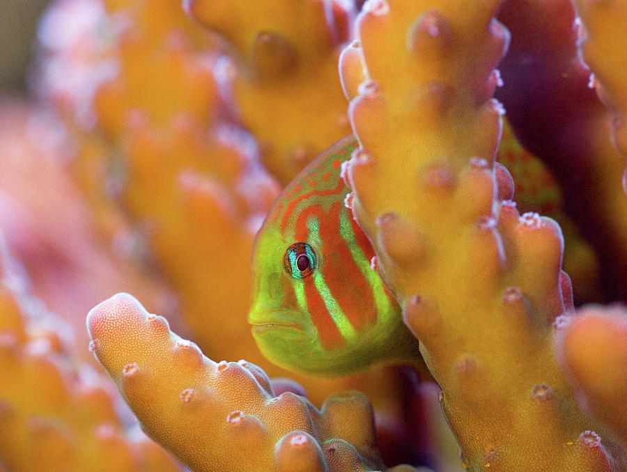 Coral Guardian Photograph by Jim Zablotny