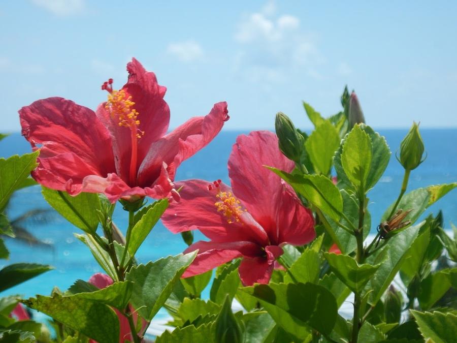 Coral Hibiscus Photograph by Susan Allen