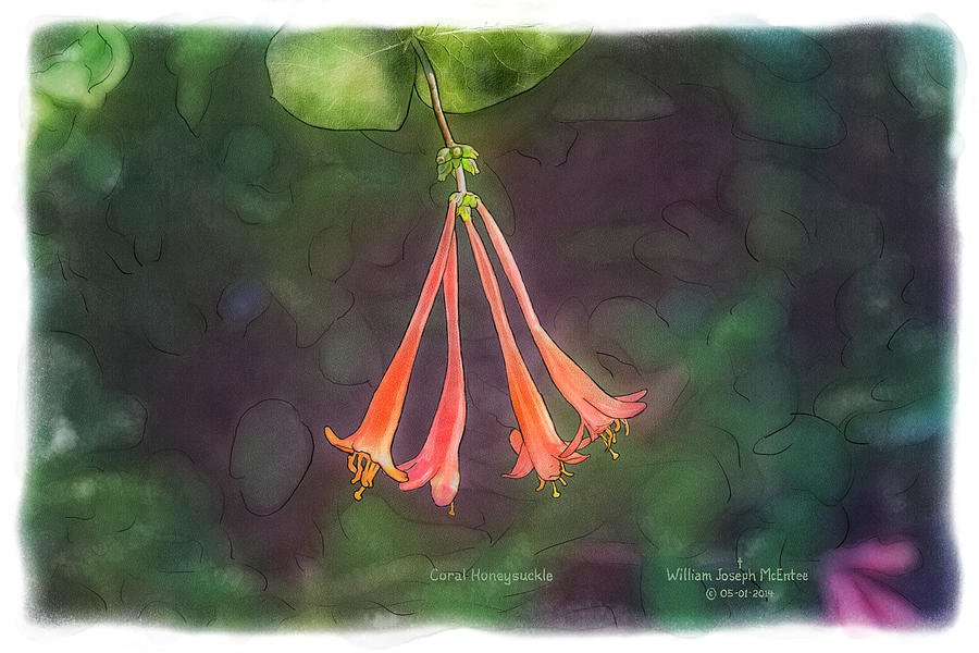 Coral Honeysuckle Painting by Bill McEntee Coral Honeysuckle Painting by Bill McEntee