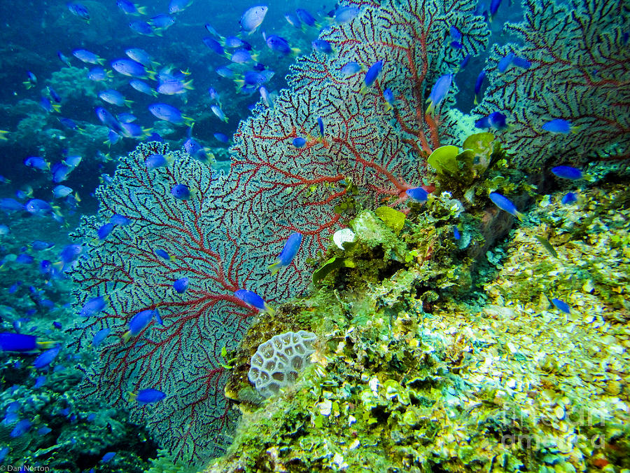Coral In Truk Photograph
