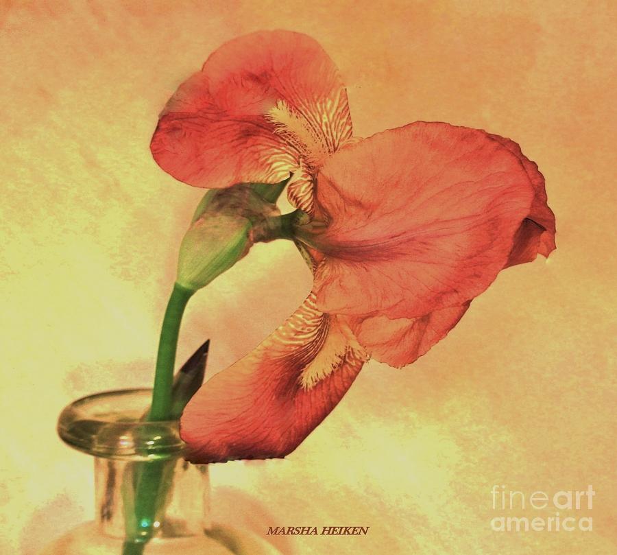 Coral Iris Photograph by Marsha Heiken
