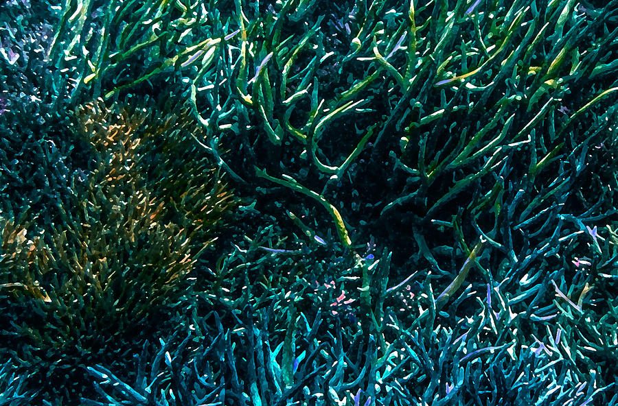 Coral Landscape Photograph by Edward Shmunes