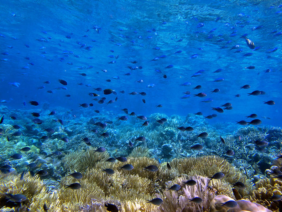 Coral landscape Photograph by Sergey Lukashin - Fine Art America