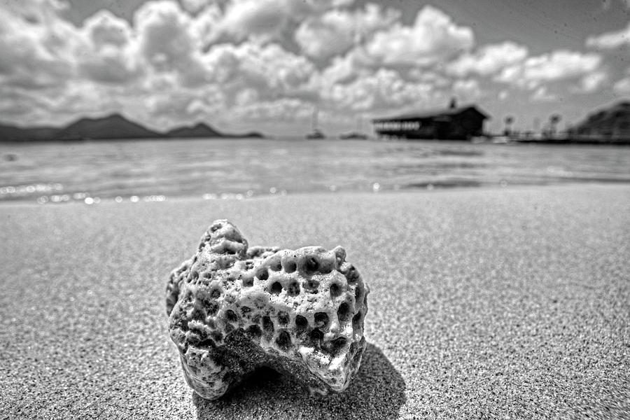 Coral on Gros Islet Beach Saint Lucia Caribbean Black and White Photograph by Toby McGuire