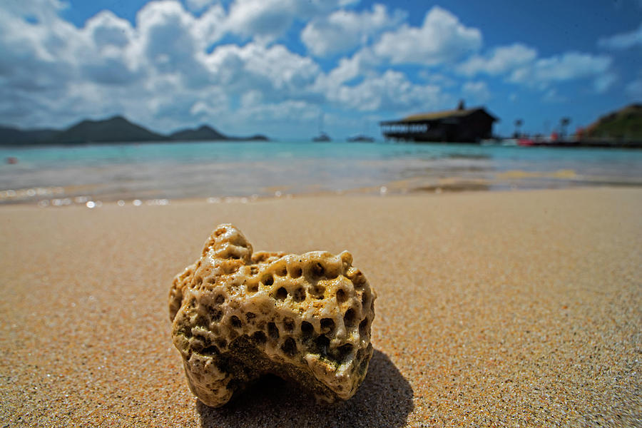 Coral on Gros Islet Beach Saint Lucia Caribbean Photograph by Toby McGuire