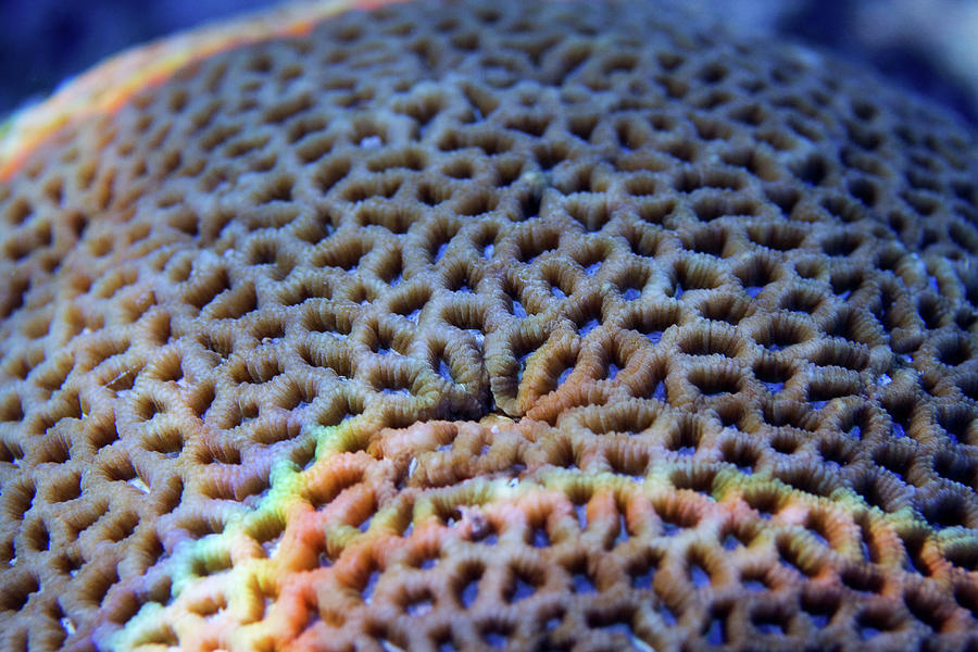 Coral Patterns Photograph