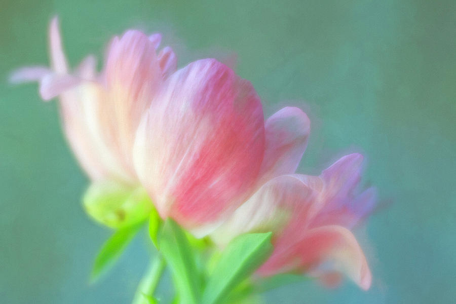 Painterly Coral Peony Photograph by Cindi Ressler