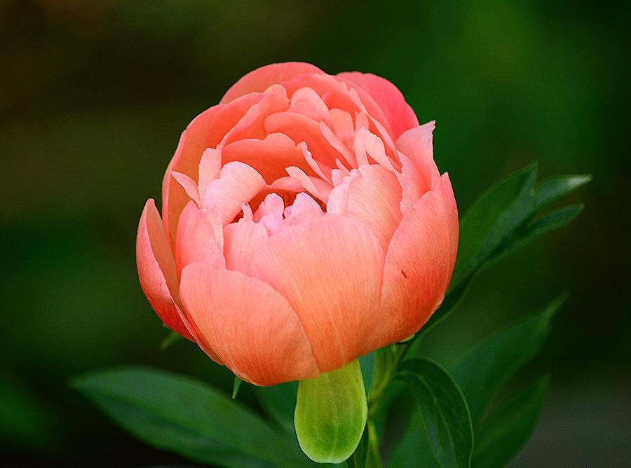 Coral Peony Photograph by Judy Genovese - Fine Art America