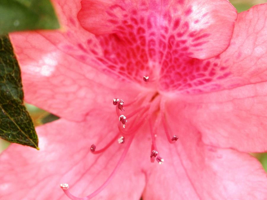 Coral Pink Azalea Goodness Photograph by Belinda Lee
