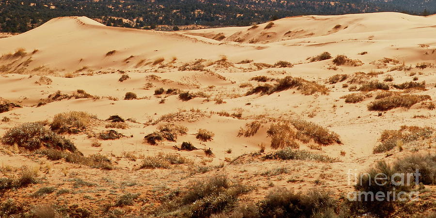 Coral Pink Sand Dunes Photograph by Tim Richards