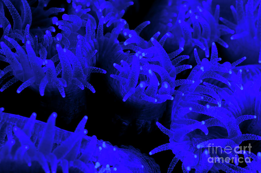 Coral Polyps Photograph by Hagai Nativ