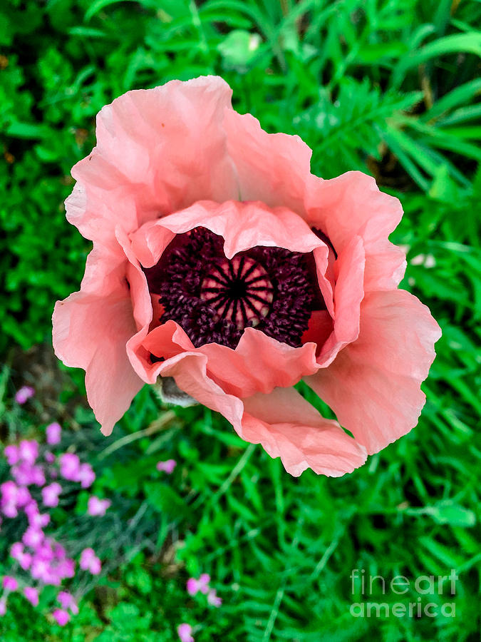 Poppy Photograph - Coral Poppy by William Norton