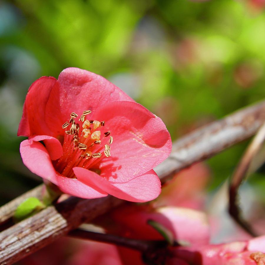 Coral Quince Bloom Photograph by M E