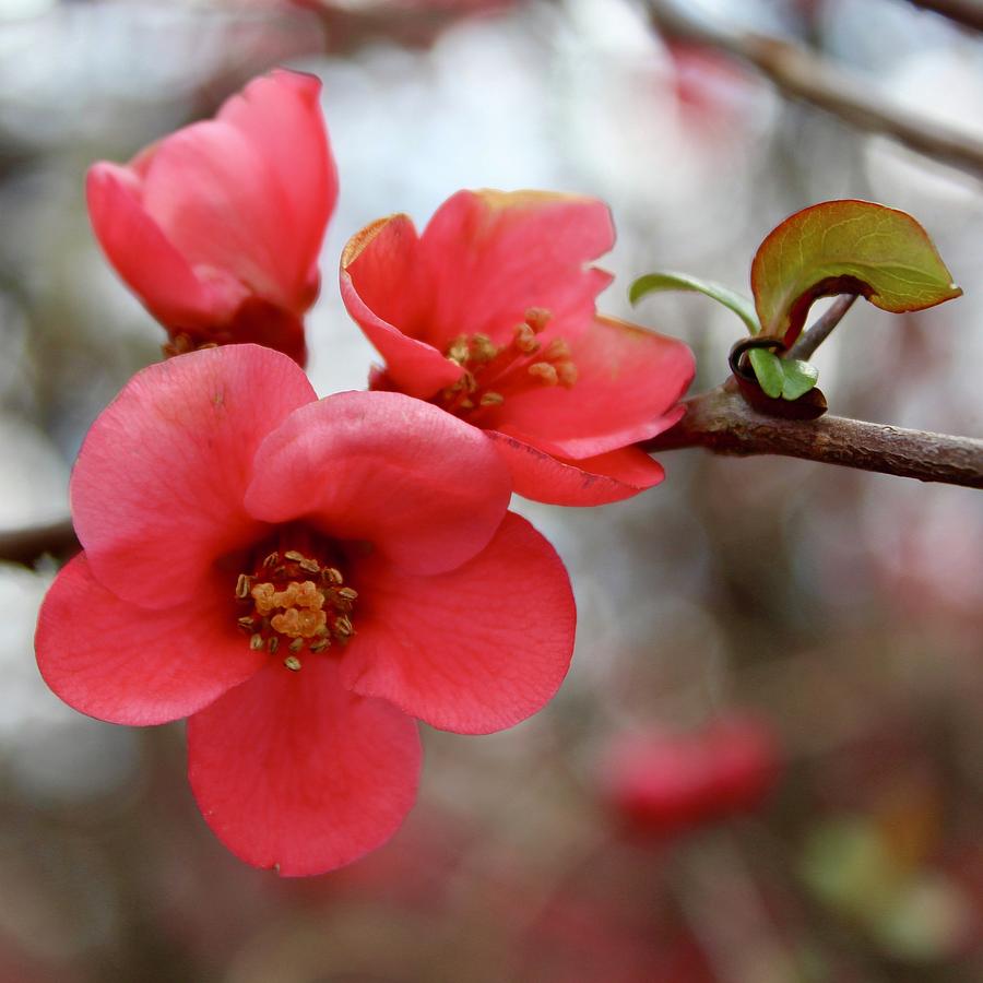 Coral Quince Blooms With New Growth Photograph by M E
