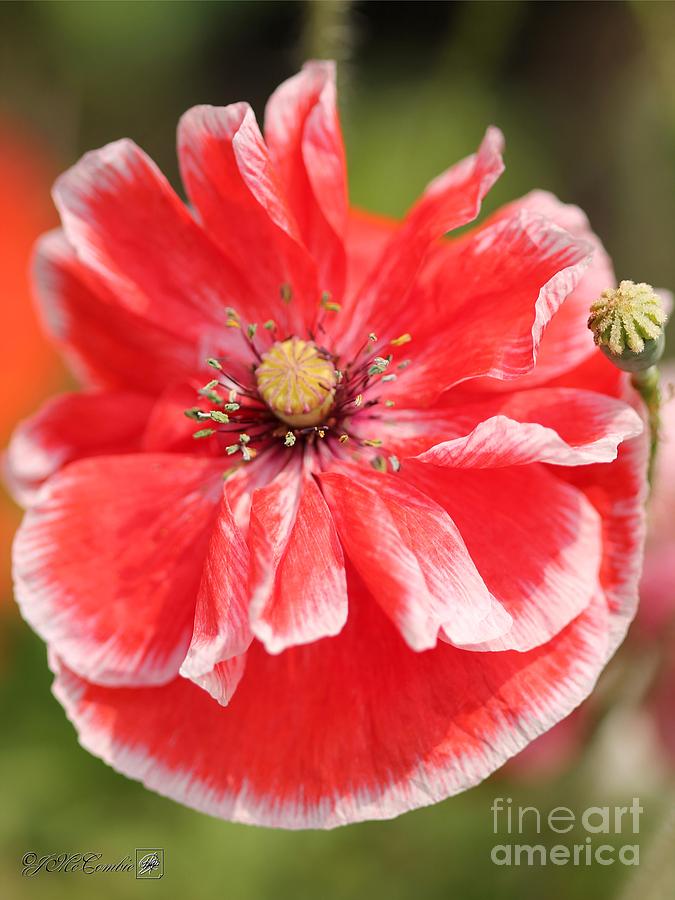 Coral Red and White Poppy from the Angels Choir Mix Photograph by J McCombie