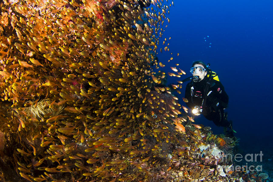 Coral Reef and Diver  Photograph by Dave Fleetham - Printscapes