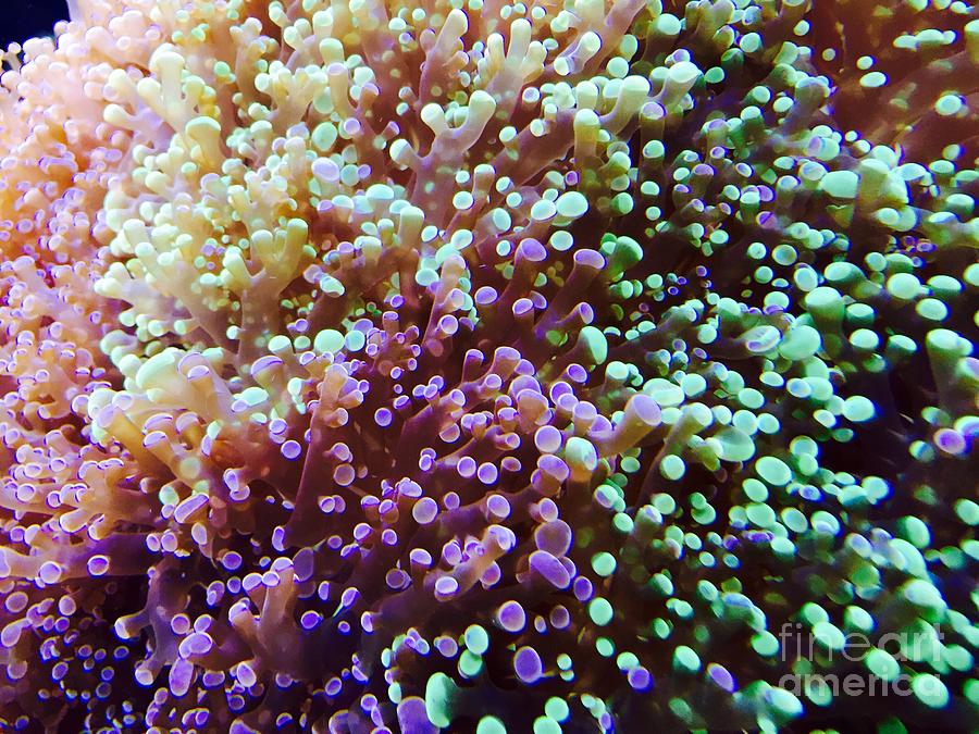 Living Reef Photograph
