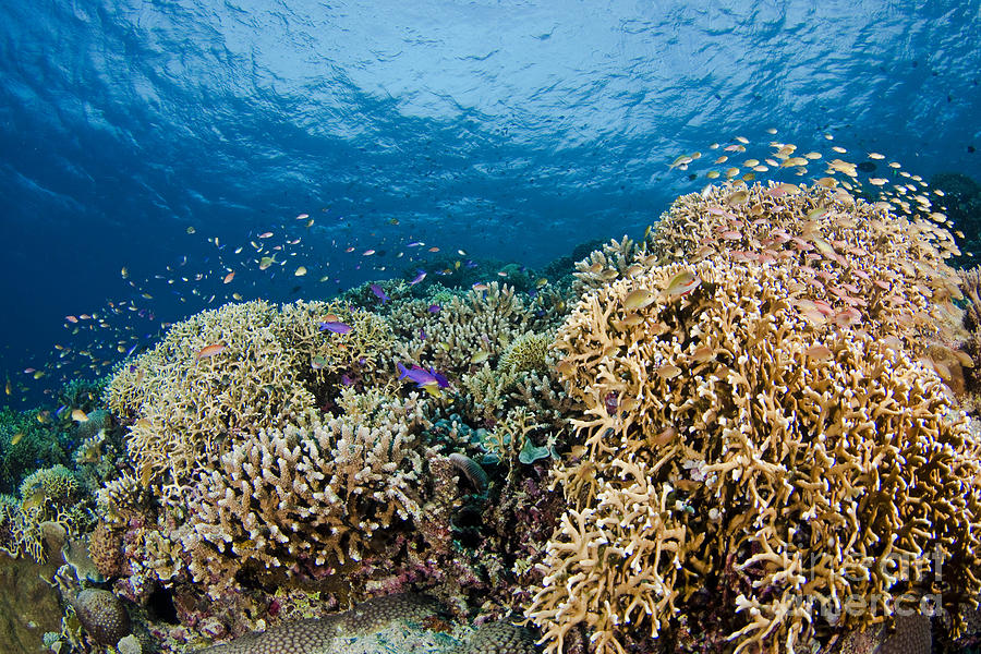 Coral Reef Photograph by Dave Fleetham - Printscapes - Fine Art America