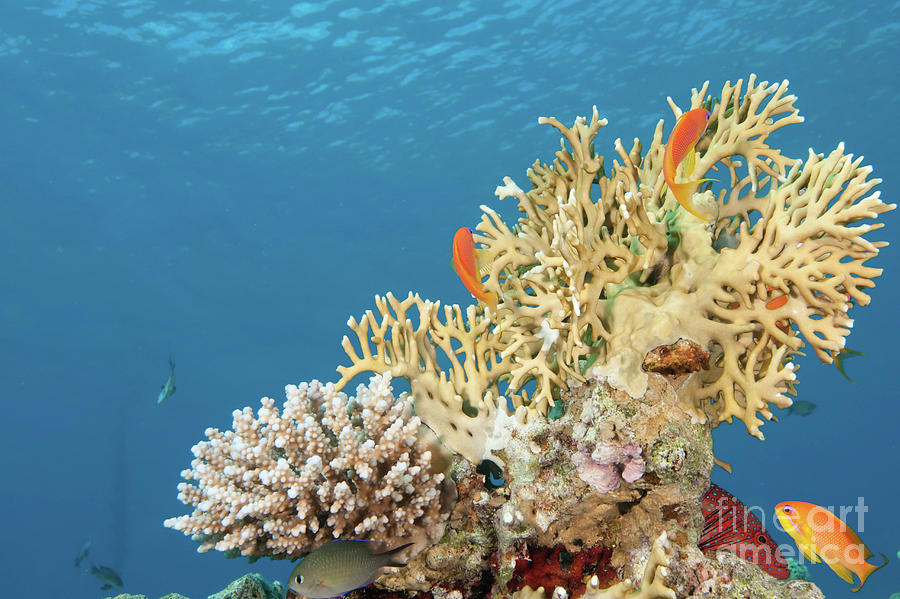 Coral Reef Eco System Photograph by Hagai Nativ