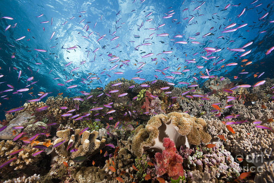 Coral Reef, Fiji Photograph by Reinhard Dirscherl
