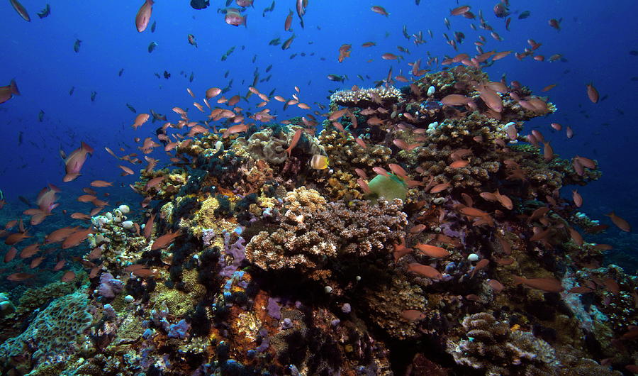 Coral Reef Isla Verde, Philippines Photograph By Norman Quinn - Pixels