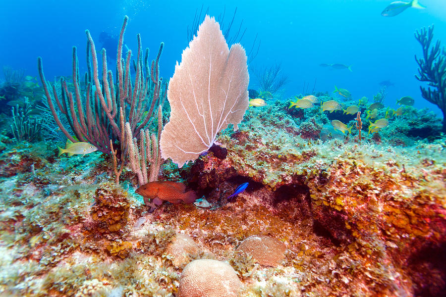 Coral Reef Near Cayo Largo Photograph