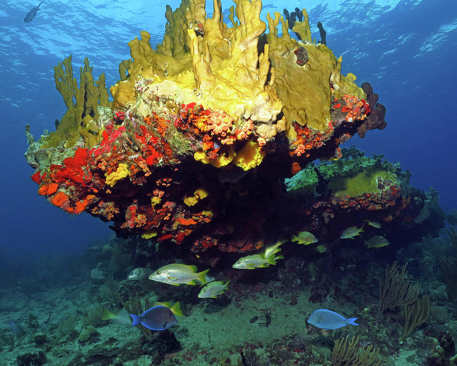 Coral Reef Scene, Calf Rock, Virgin Islands Photograph by Pauline Walsh ...