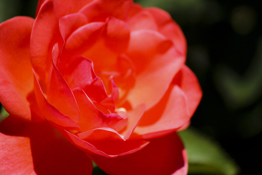 Rose Photograph - Coral Rose Focus Left by Teresa Mucha