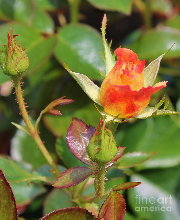 Coral Rose Photograph by Karen Desrosiers - Fine Art America