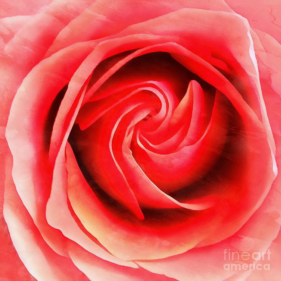 Coral Rose - My Pleasure - Rose Photograph by Janine Riley