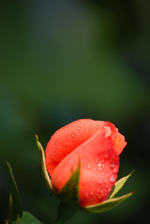 Coral Rose On Green Photograph by Debbie Karnes