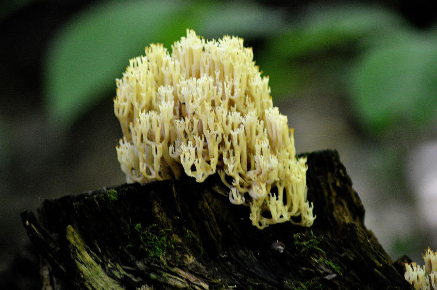 Coral Shaped Fungus Photograph by Belinda Stucki - Fine Art America