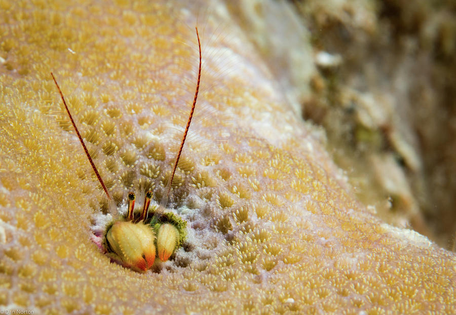 Coral Shrimp Photograph by Dan Norton - Fine Art America