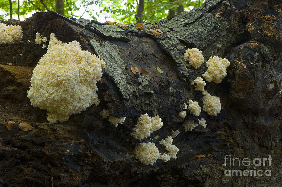 Coral Spine Fungus Photograph by Steen Drozd Lund