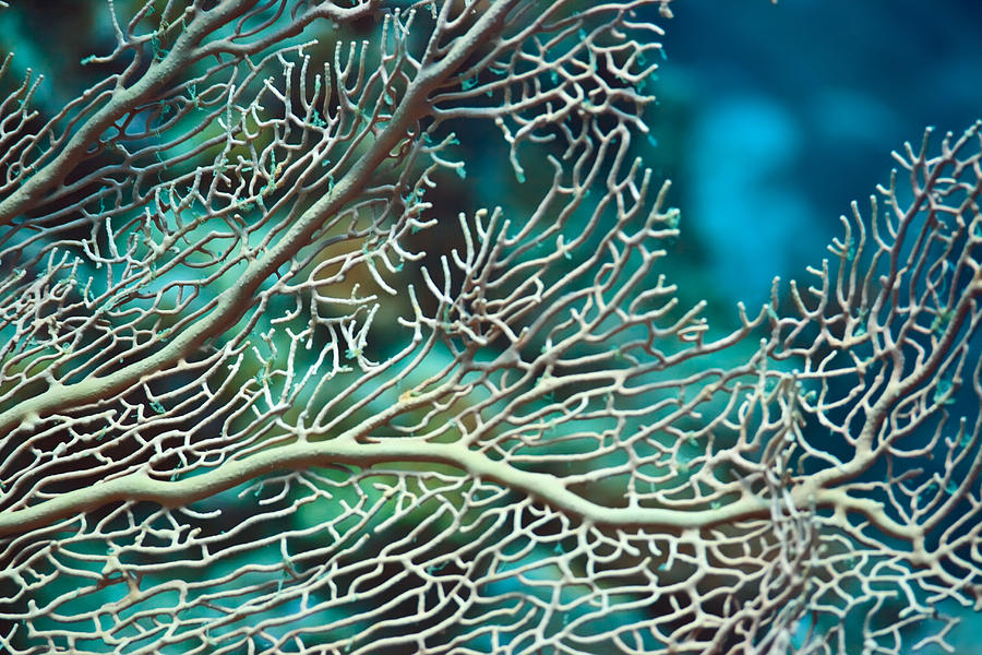 Nature Photograph - Coral texture by MotHaiBaPhoto Prints