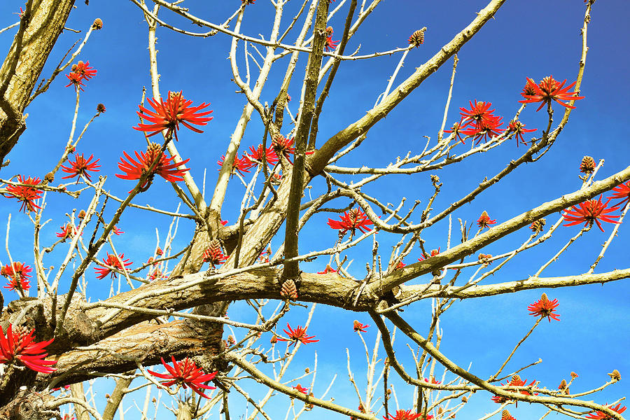 Coral Tree Photograph by Alison Frank