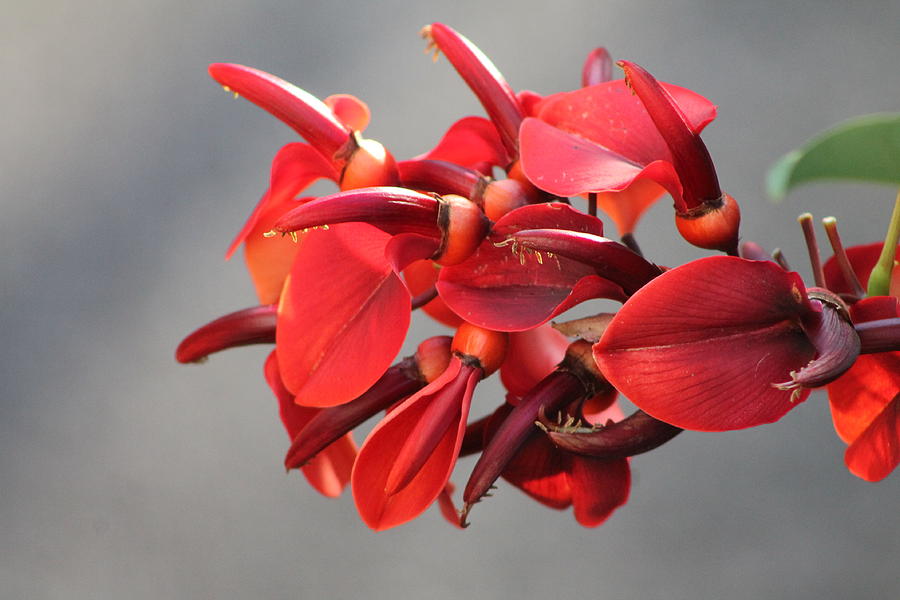 Coral Tree Photograph