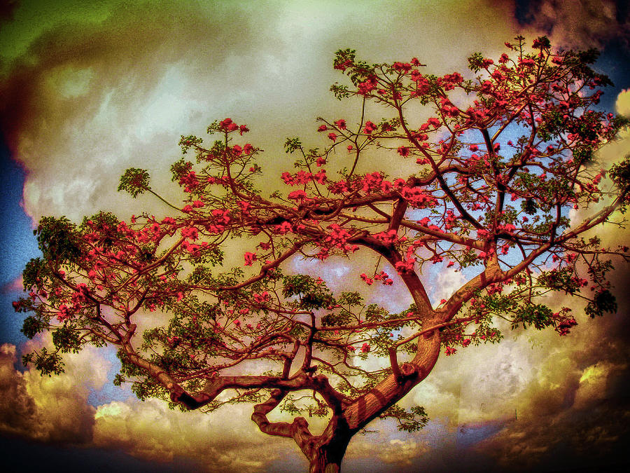 Coral Tree Photograph by Joseph Hollingsworth