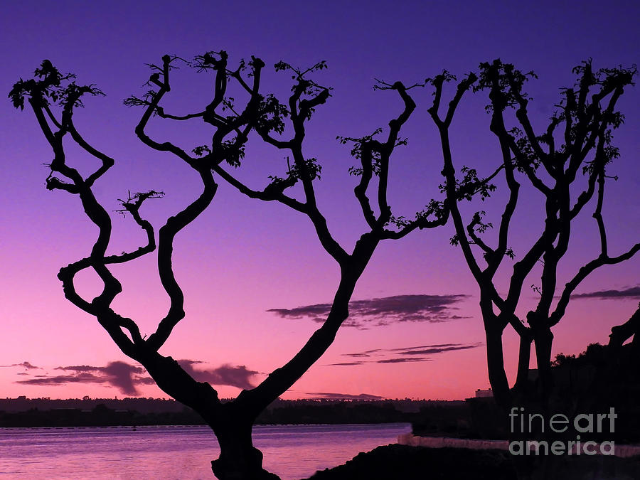Coral Tree Silhouette Photograph by Beth Myer Photography