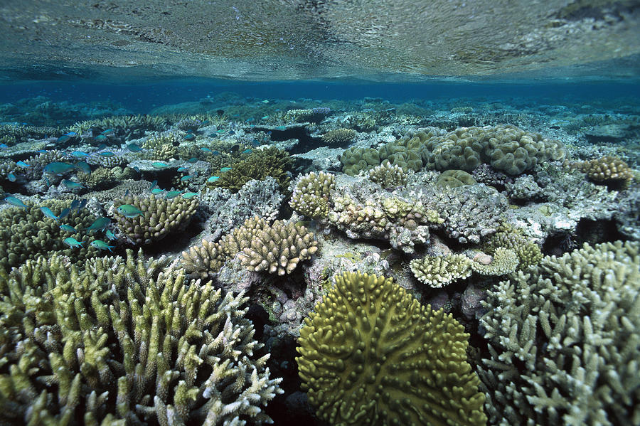 Corals Shallows Great Barrier Reef Photograph by Flip Nicklin