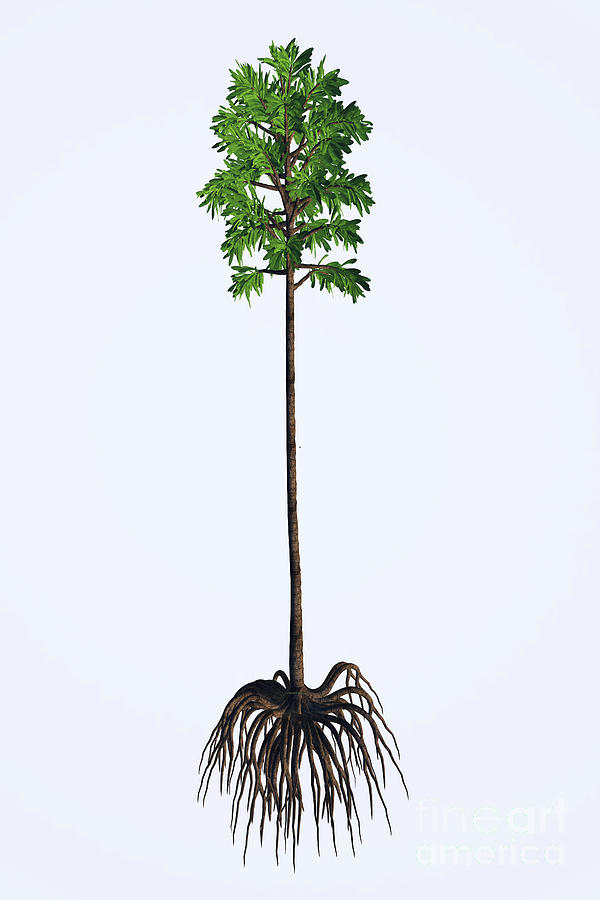 Cordaites angulostriatus Tree Digital Art by Corey Ford