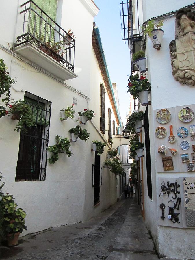 Cordoba Old Street with Plants Surrounding the Wrought Iron Windows Spain Photograph by John Shiron