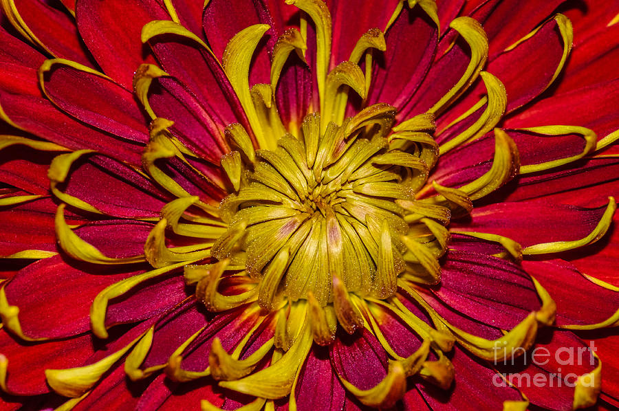 Core of the flower Photograph by Gerald Kloss