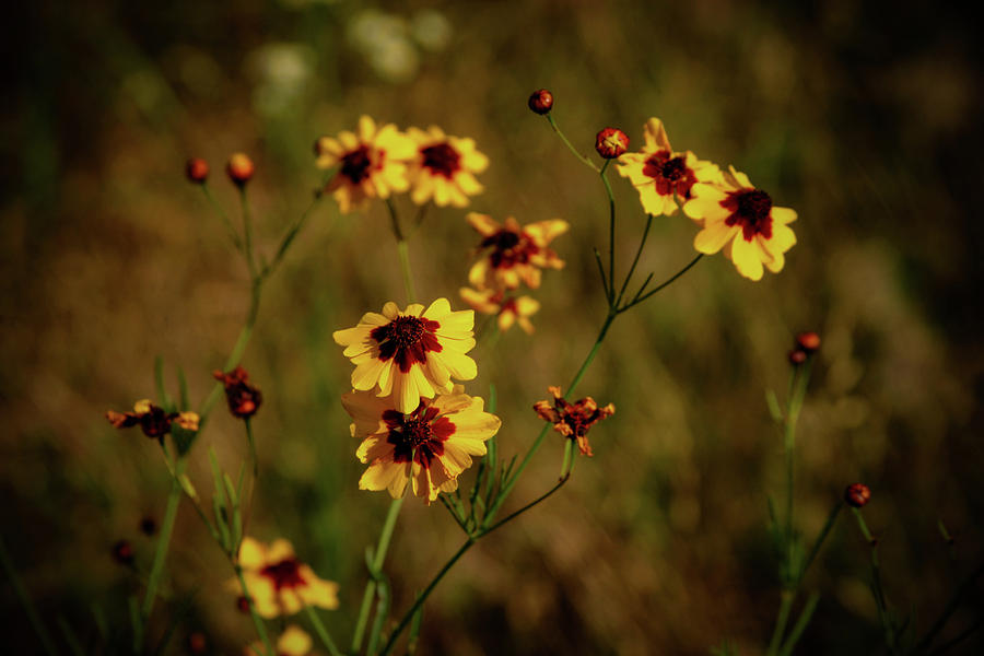 Coreopsis Alabama 0745 H_2 Photograph by Steven Ward