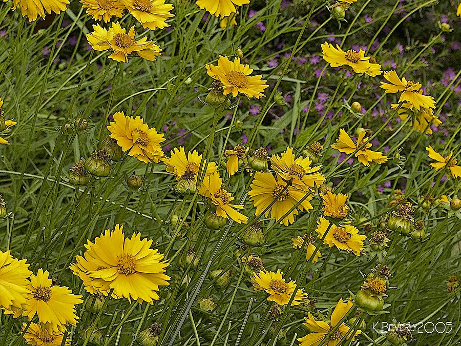 Coreopsis and Mexican Heather Photograph by Kerry Beverly